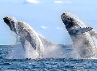 The whales are here! Humpbacks return to Punta Mita!