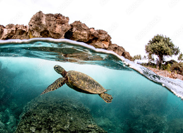 Summer is Turtle Season in Punta Mita!