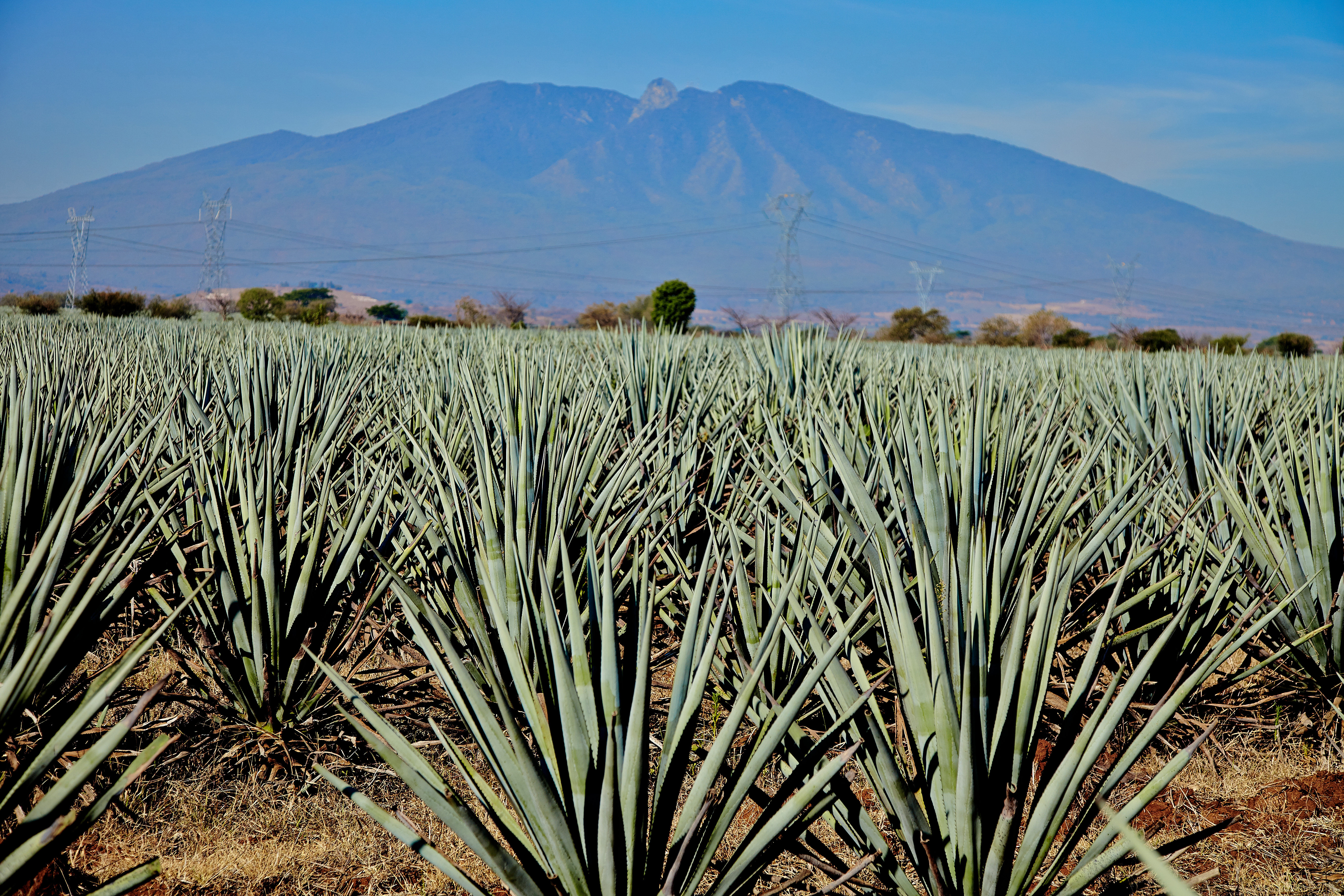 Experience the heart of Tequila, Jalisco