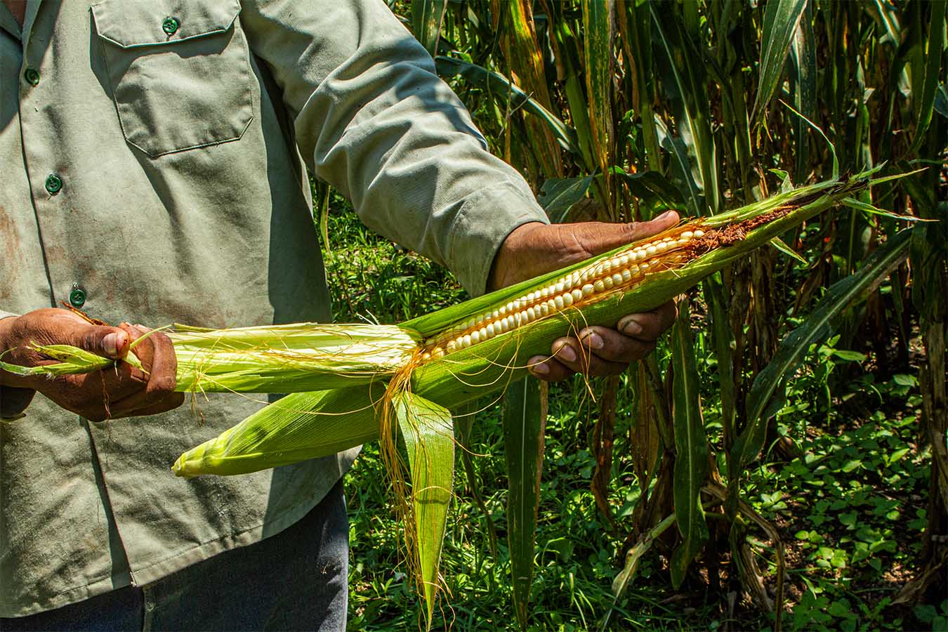 Feria del Elote 2026: El festival donde el maíz gigante cobra vida en Jala, Nayarit (Del 8 al 15 Agosto, 2026)