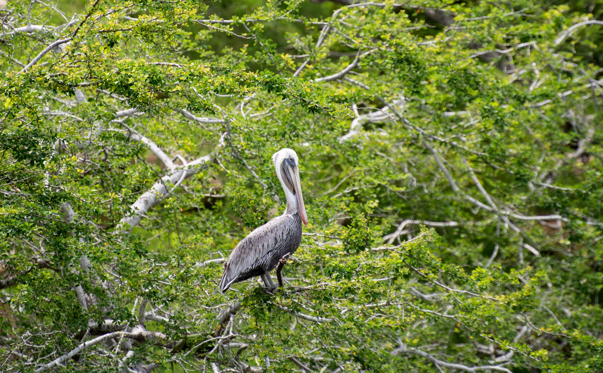 SAN BLAS, NAYARIT: EL PARAISO DE LAS AVES EN MEXICO